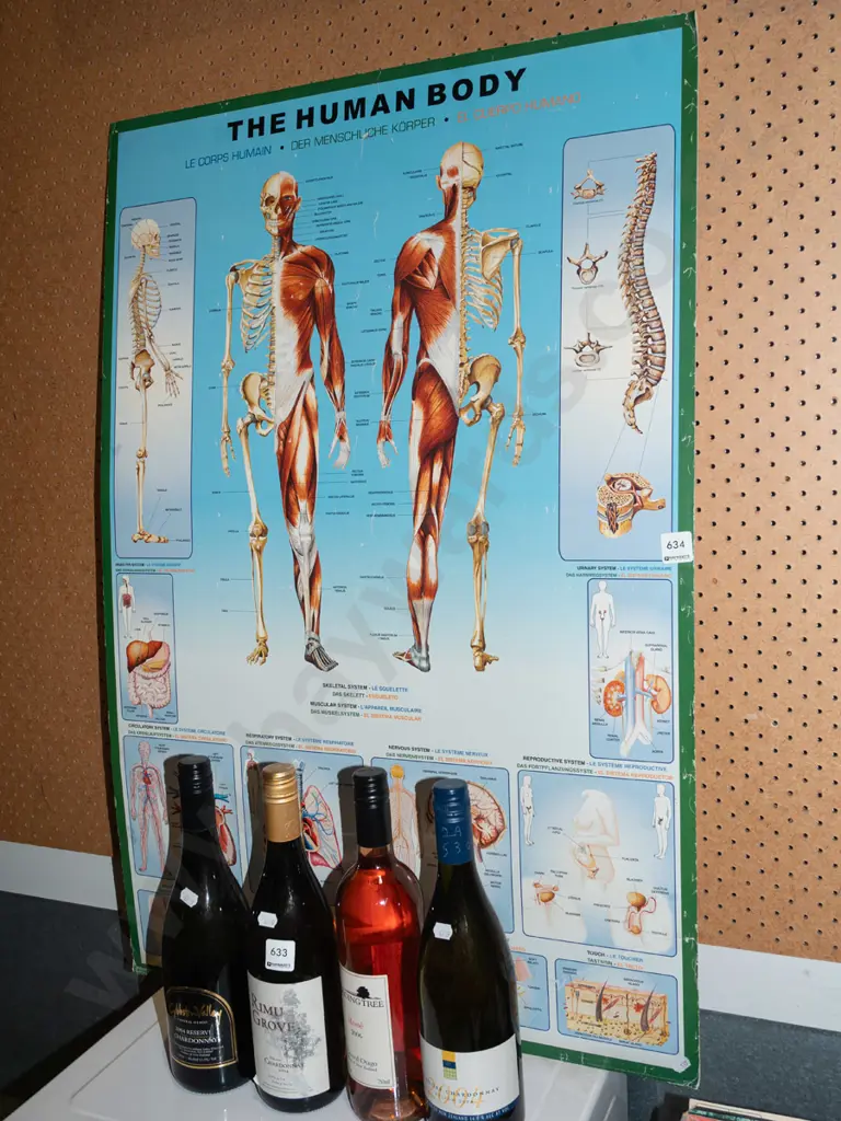 Human Body poster print on card - wrinkles Image 1++