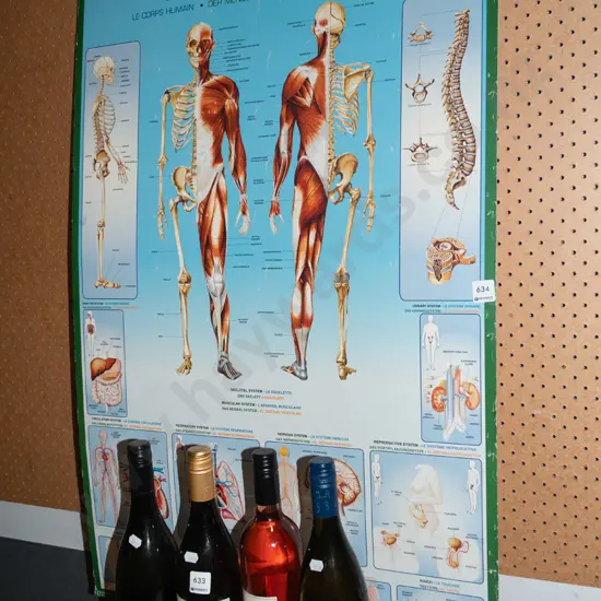 Human Body poster print on card - wrinkles