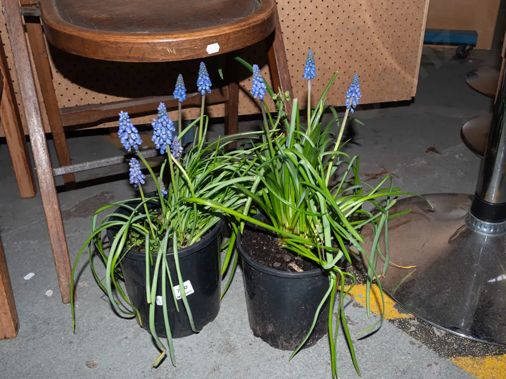 2x potted match heads Image 1++