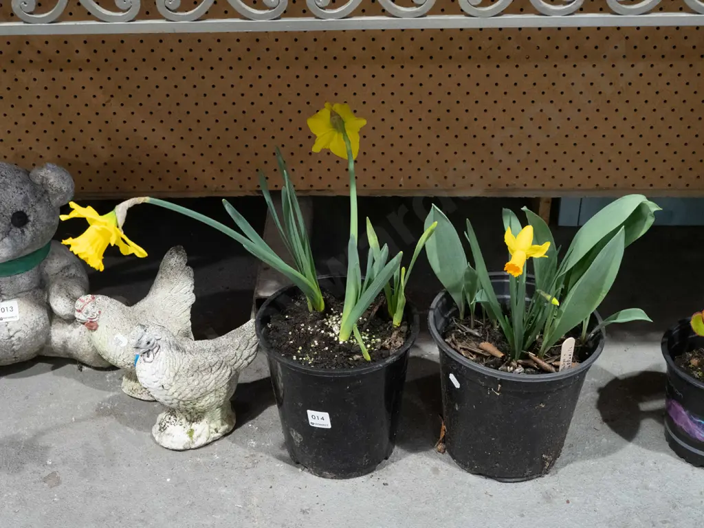 2x potted daffaodils Image 1++
