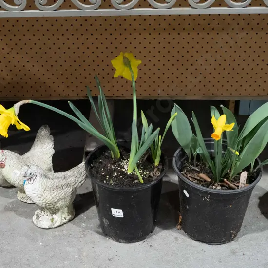 2x potted daffaodils