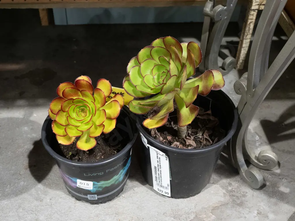 2x potted succulents Image 1++