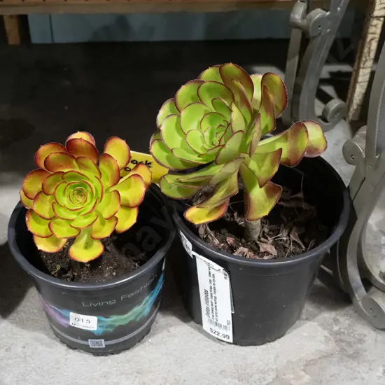 2x potted succulents