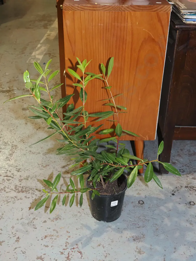 1x potted pohutukawa Image 1++