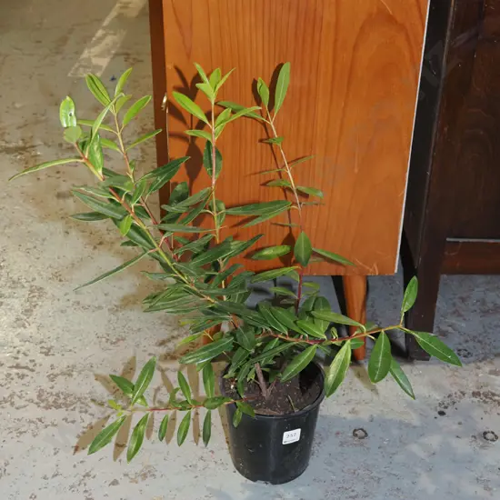 1x potted pohutukawa