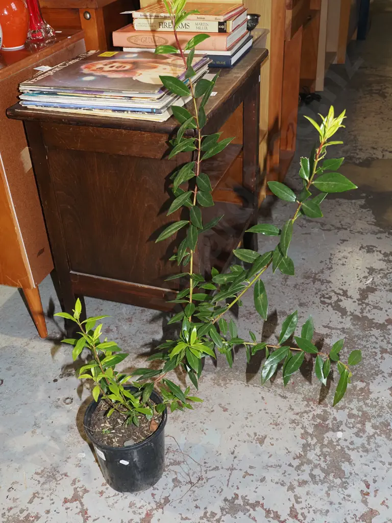 1x potted pohutukawa Image 1++