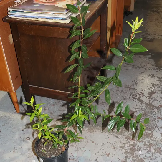 1x potted pohutukawa