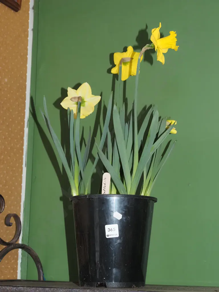 potted daffodils Image 1++