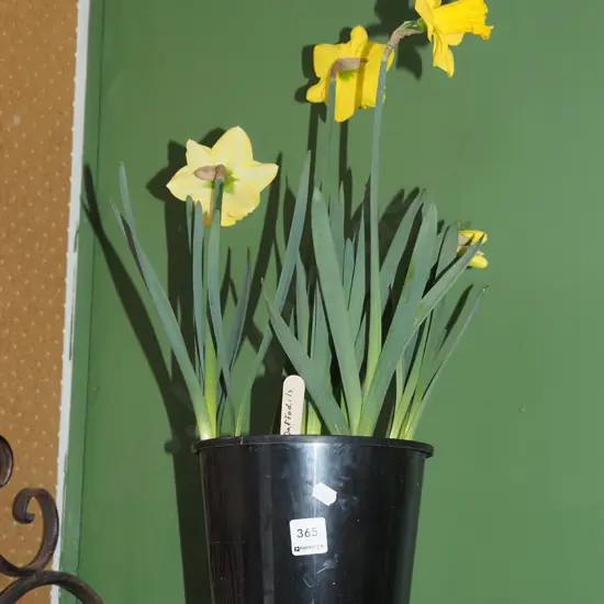 potted daffodils