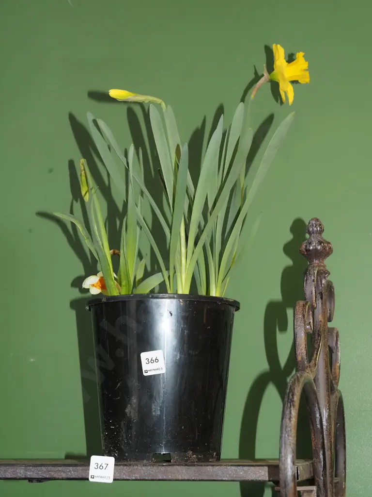 potted daffodils Image 1++