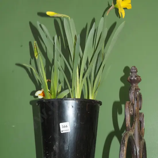 potted daffodils