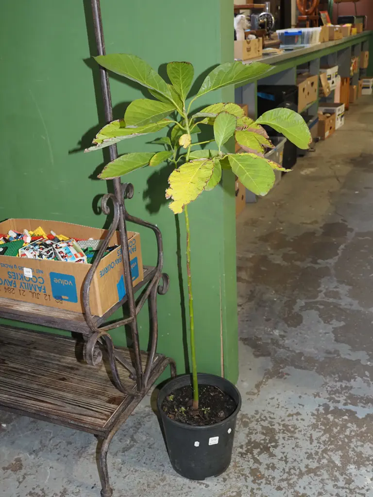 potted avocado Image 1++