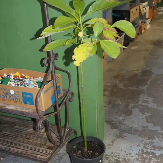 potted avocado