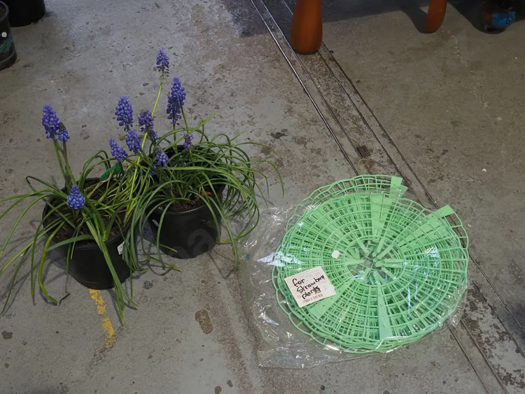 2x  potted match heads, plastic strawberry plant baskets Image 1++