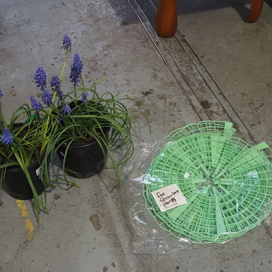 2x  potted match heads, plastic strawberry plant baskets