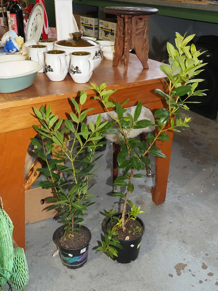 2x potted pohutukawa Image 1++