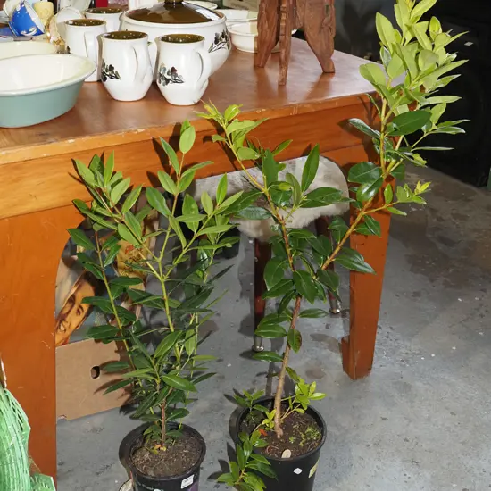 2x potted pohutukawa