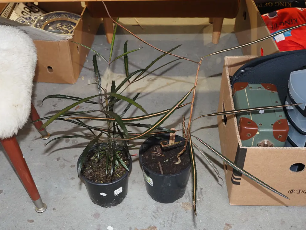 2x potted lancewoods Image 1++