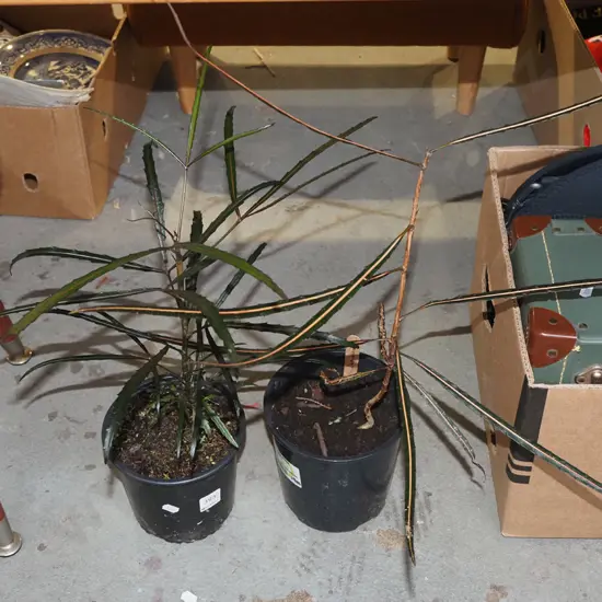 2x potted lancewoods
