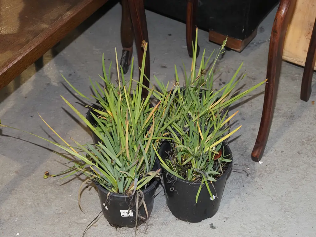 4x potted yellow eyed grasses Image 1++