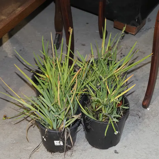 4x potted yellow eyed grasses