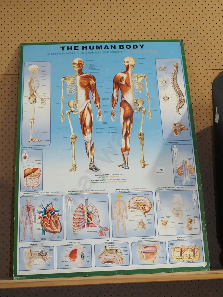 human anatomy print on board - scratches Image 1++