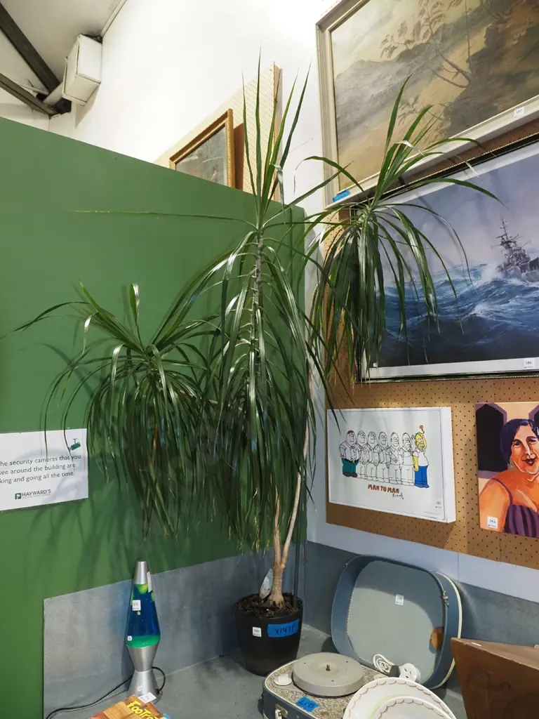 large potted dracena marginata H1500 Image 1++