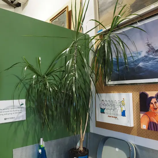 large potted dracena marginata H1500