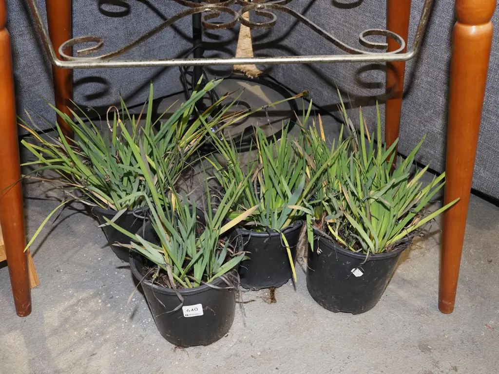 4x potted yellow eyed grasses Image 1++