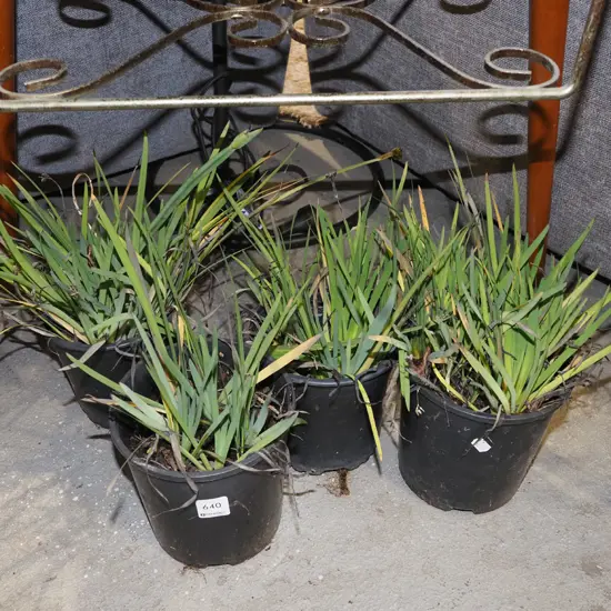 4x potted yellow eyed grasses