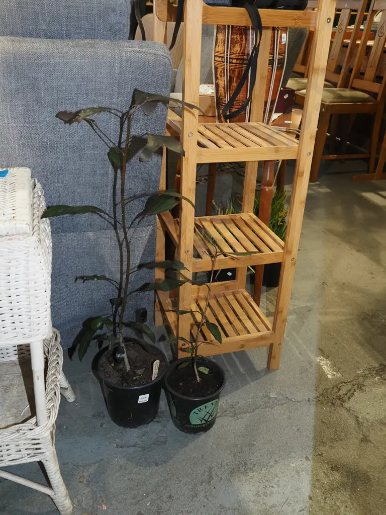2x potted pseudopanax Image 1++