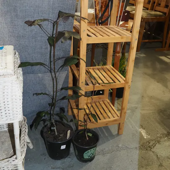 2x potted pseudopanax
