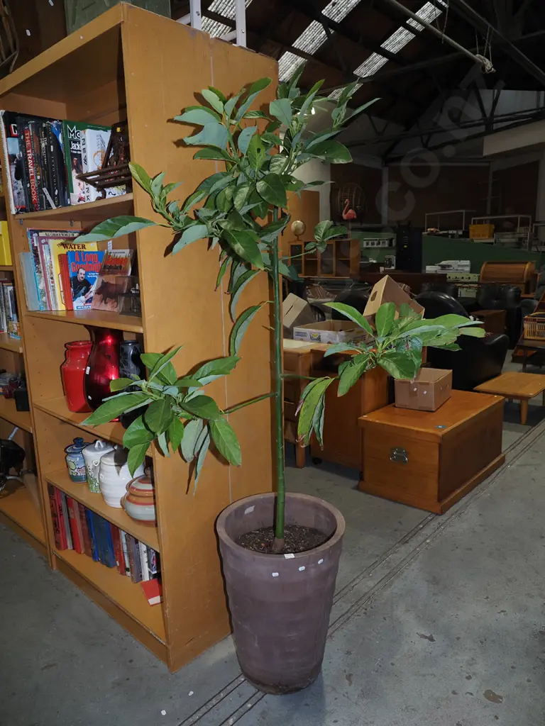 avocado tree in tall planter Overall H1720 Image 1++