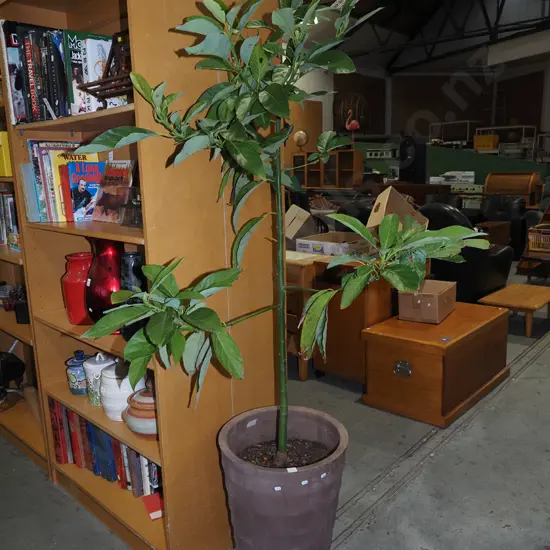 avocado tree in tall planter Overall H1720