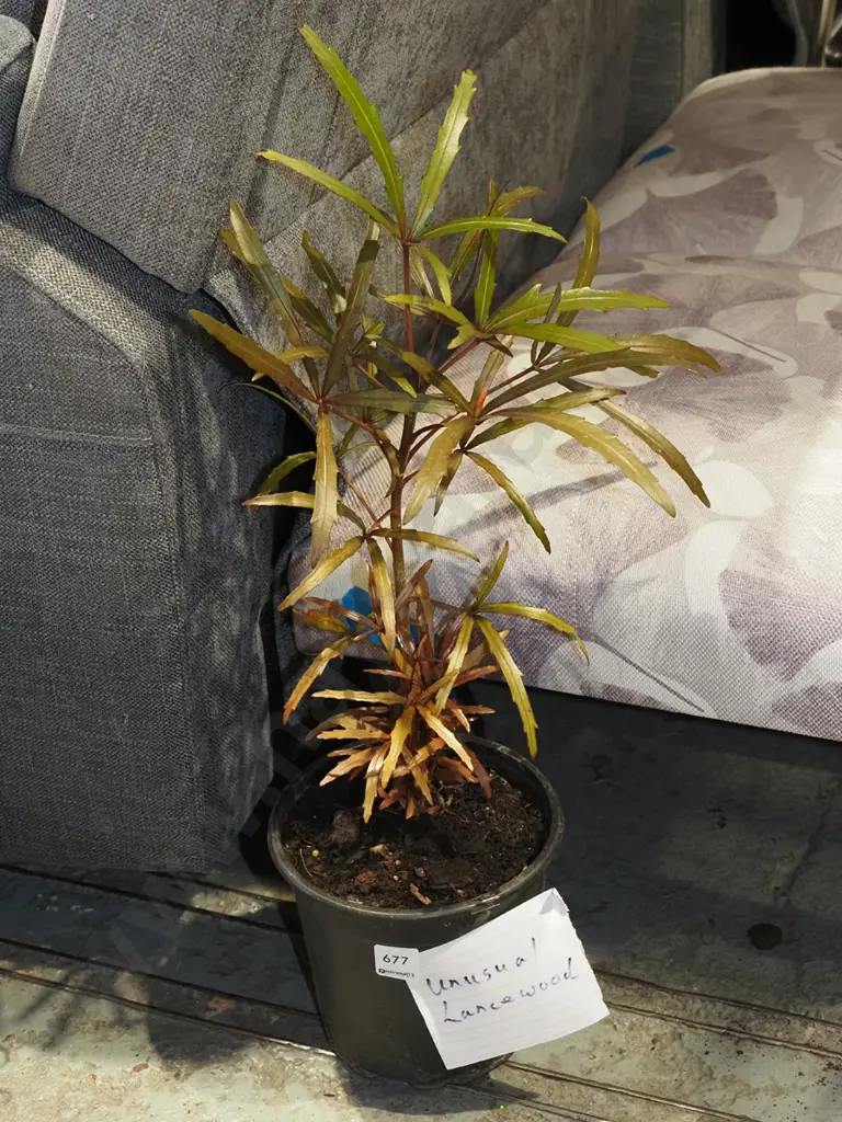 unusual potted lancewood Image 1++