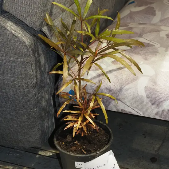 unusual potted lancewood