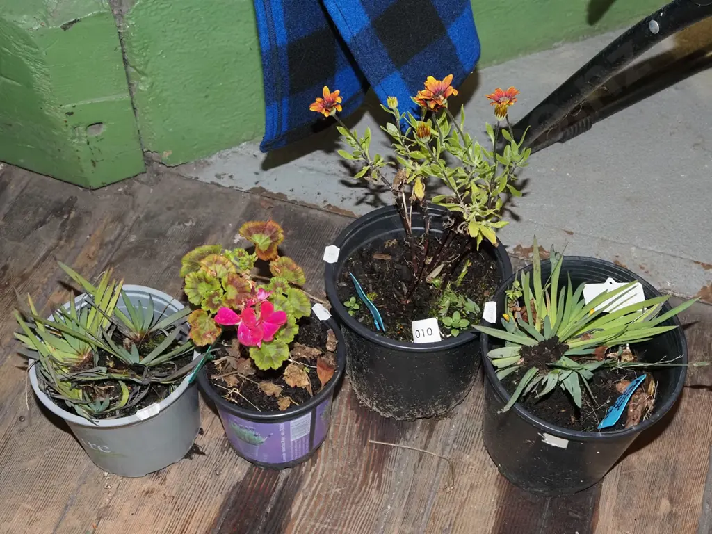 potted yellow eyed grasses, daisy, geranium Image 1++