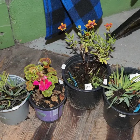 potted yellow eyed grasses, daisy, geranium