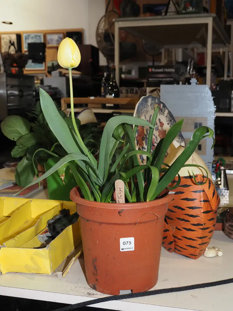 potted yellow tulips Image 1++