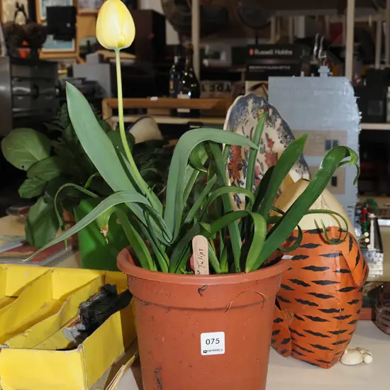 potted yellow tulips