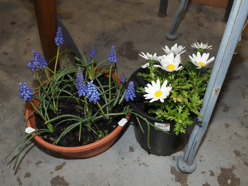 potted daisy, potted match heads Image 1++