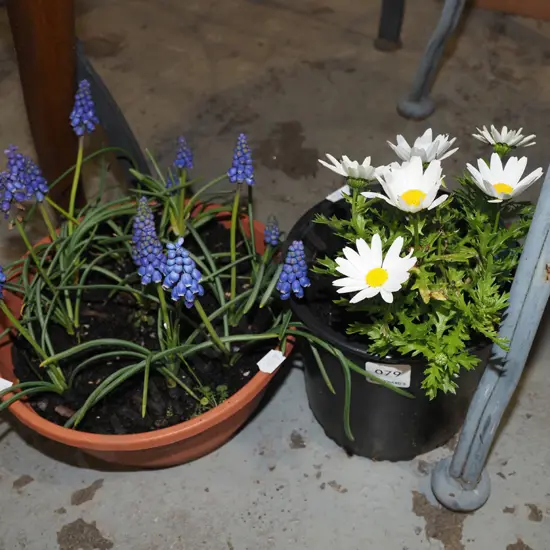 potted daisy, potted match heads