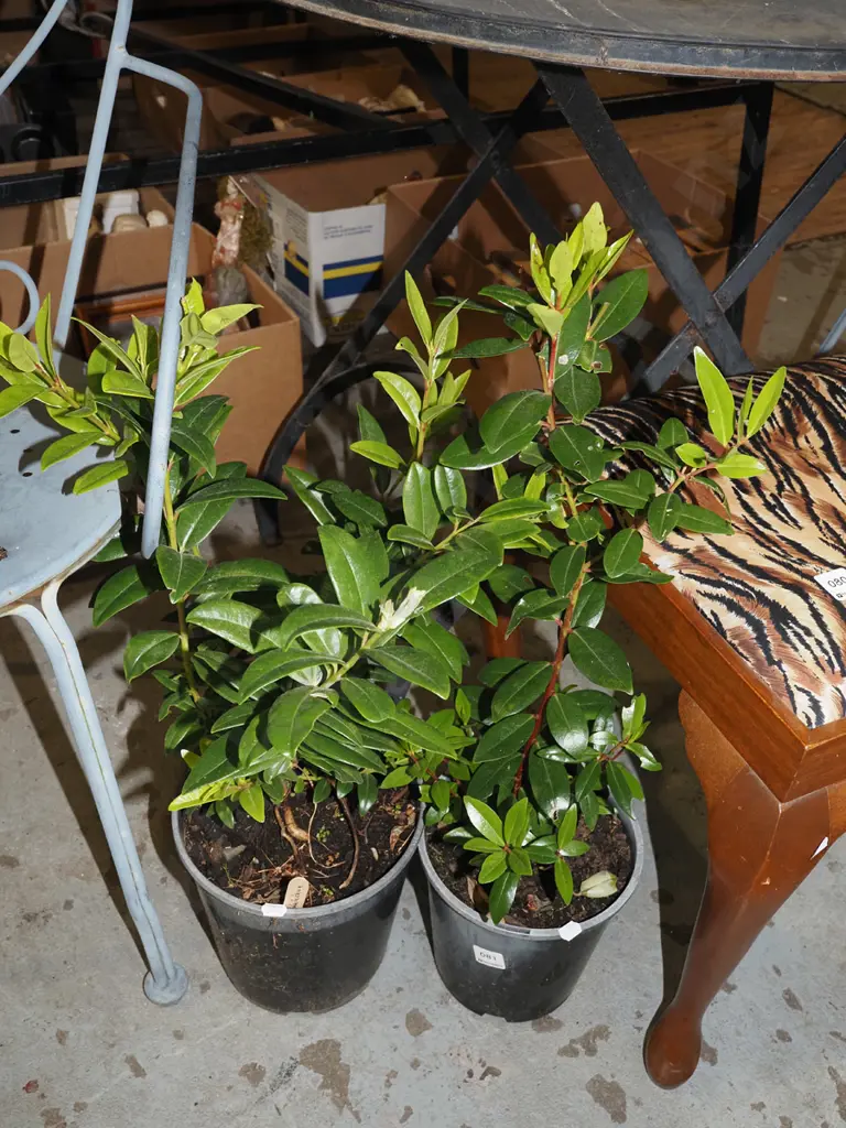 2x potted pohutukawa Image 1++