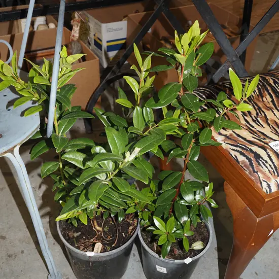 2x potted pohutukawa