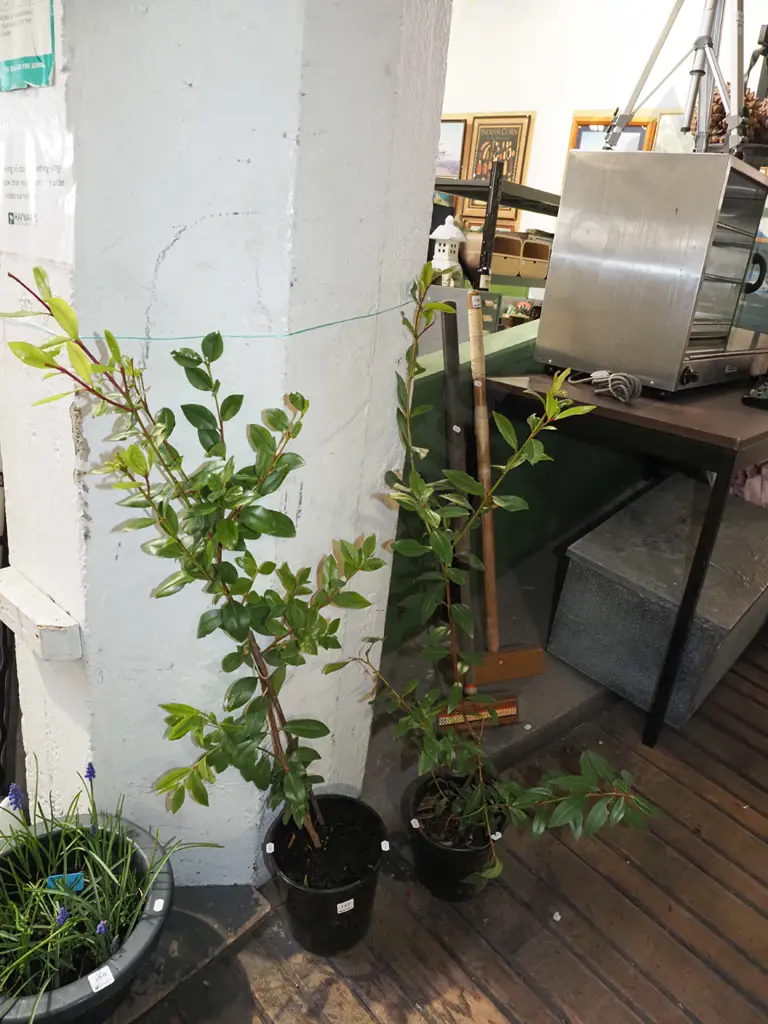 2x potted pohutukawa Image 1++
