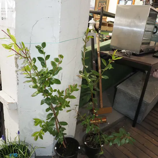 2x potted pohutukawa