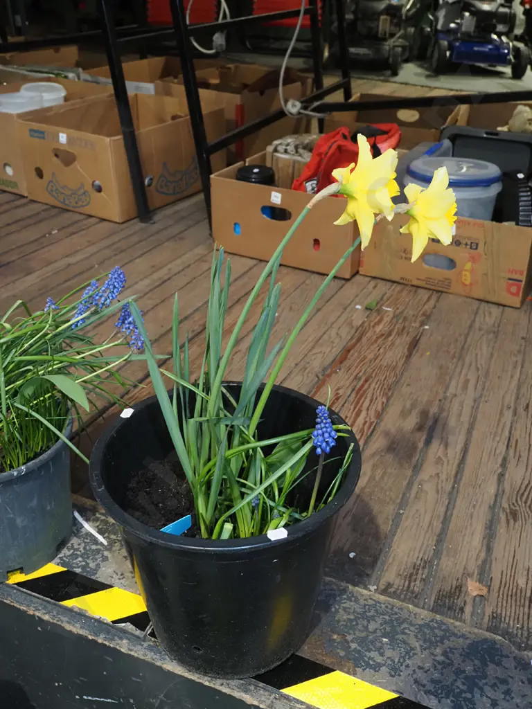 potted daffodils and match heads Image 1++