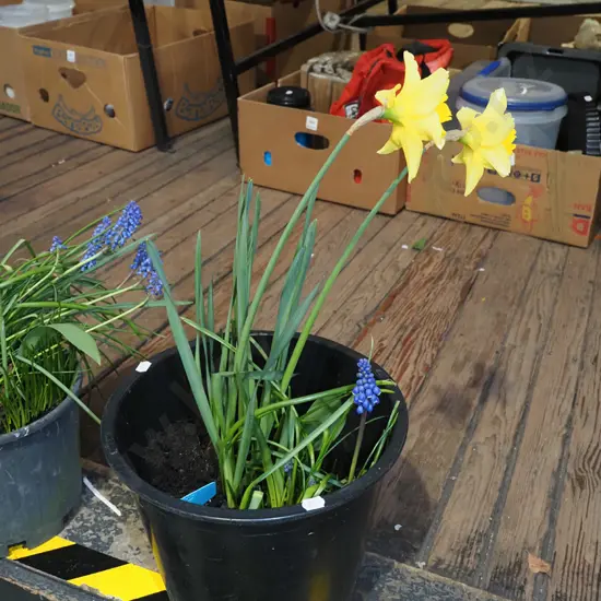 potted daffodils and match heads
