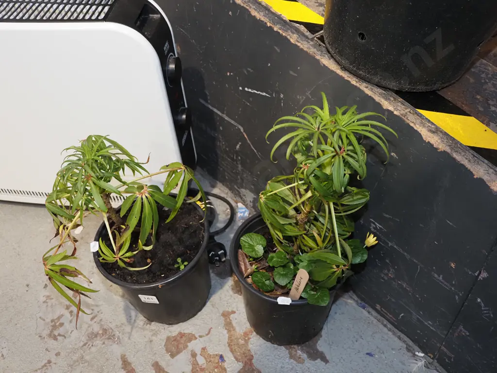 2x potted hellebores Image 1++