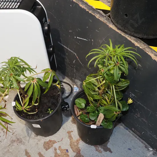 2x potted hellebores